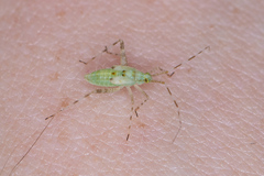 Liocoris tripustulatus