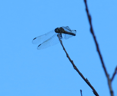 Pachydiplax longipennis