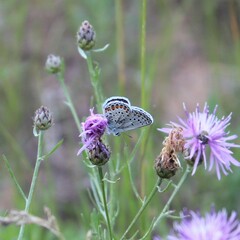 Plebejus samuelis
