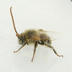 Melissodes agilis