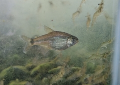 Cheirodon interruptus
