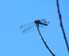 Pachydiplax longipennis