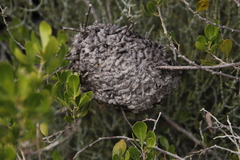 Crematogaster peringueyi