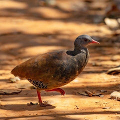 Crypturellus parvirostris
