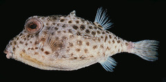 Itomaki Basketfish photo 1
