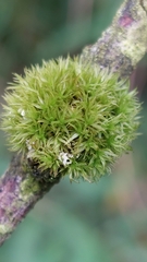 Orthotrichum pulchellum