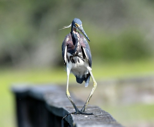 Tricolored Heron photographed in South Carolina