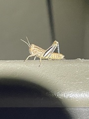 Melanoplus yarrowii