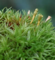 Orthotrichum pulchellum