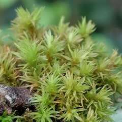 Orthotrichum pulchellum