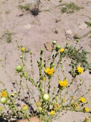 Grindelia oxylepis