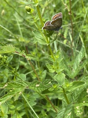 Aricia artaxerxes