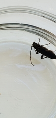 Phymatodes