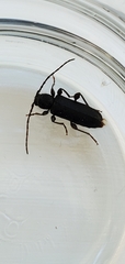 Phymatodes