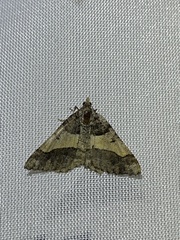 Frederickia hypaethrata