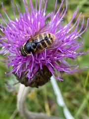 Sericomyia silentis