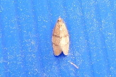 Argyrotaenia juglandana