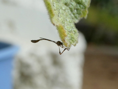 Leptopteromyia americana