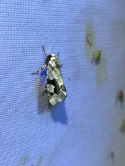 Emarginea percara