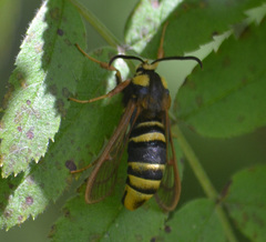 Sesia apiformis