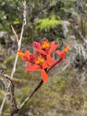 Epidendrum catillus