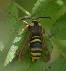 Sesia apiformis