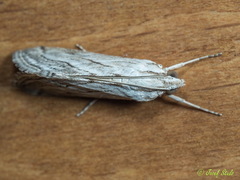 Evergestis desertalis