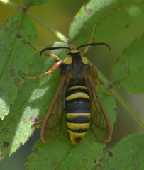 Sesia apiformis