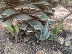 Agave murpheyi