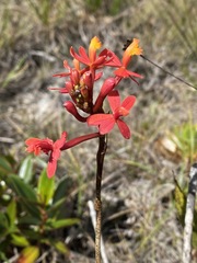 Epidendrum catillus