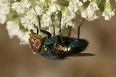 Rhyncomya cyanescens