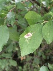 Stigmella plagicolella