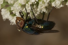 Rhyncomya cyanescens