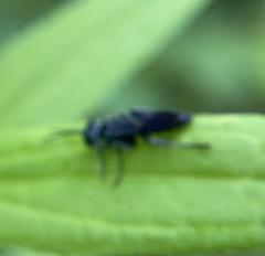 Lyroda