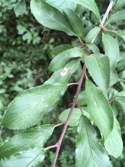 Stigmella plagicolella