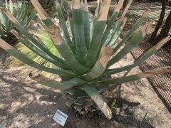 Agave murpheyi