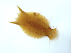 Amphoroidea media