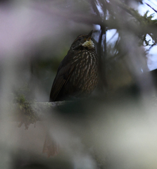 Syndactyla rufosuperciliata