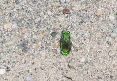 Chrysididae