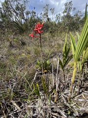 Epidendrum catillus