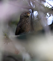 Syndactyla rufosuperciliata