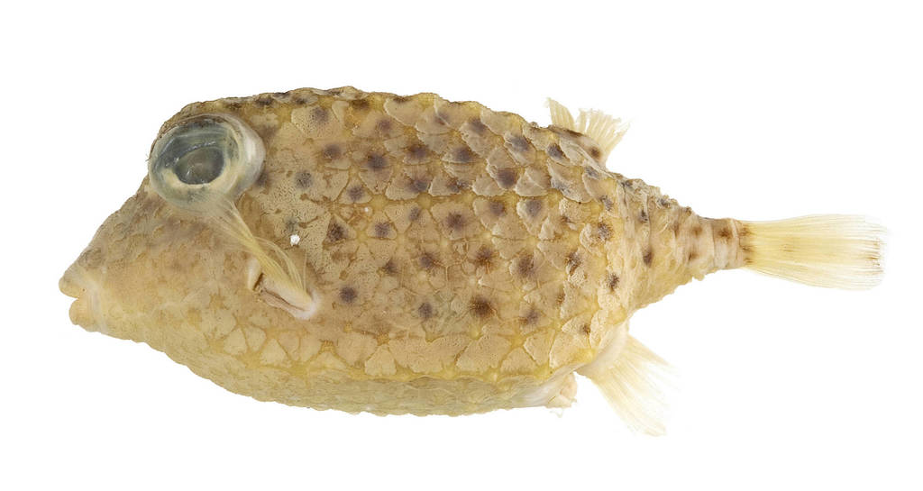 Deepwater basketfish (Kentrocapros rosapinto) — Aracanidae