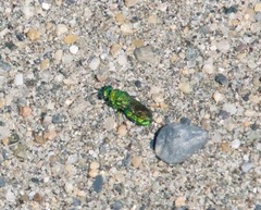 Chrysididae