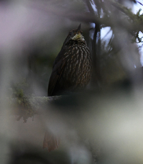 Syndactyla rufosuperciliata