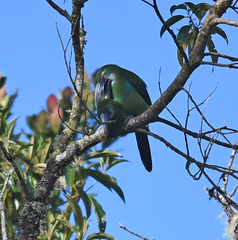 Aulacorhynchus coeruleicinctis