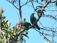 Aulacorhynchus coeruleicinctis