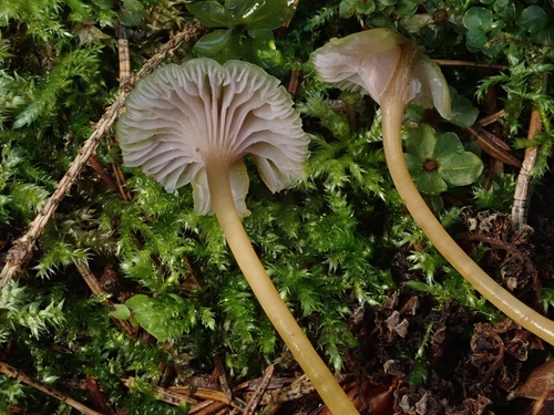 Chromosera cyanophylla (Fr.) Redhead, Ammirati & Norvell