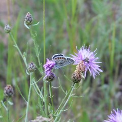 Plebejus samuelis