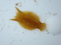 Amphoroidea media