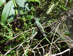 Elliotomyia viridicauda